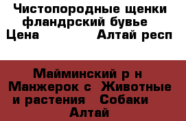 Чистопородные щенки фландрский бувье › Цена ­ 15 000 - Алтай респ., Майминский р-н, Манжерок с. Животные и растения » Собаки   . Алтай респ.